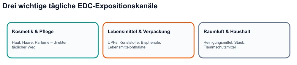 Infografik: Drei Expositionskanäle endokriner Disruptoren – Kosmetika, hochverarbeitete Lebensmittel und Verpackungen, Innenraumklima.