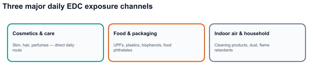 Infographic: three endocrine disruptor exposure channels — cosmetics, ultra-processed food and packaging, indoor environment.