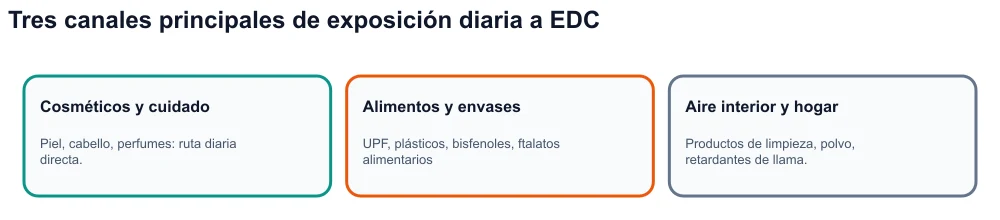Infografía: tres canales de exposición a disruptores endocrinos: cosméticos, alimentos y envases ultraprocesados, ambiente interior.