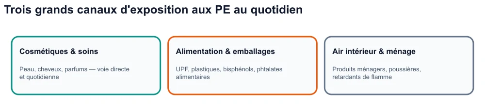 Infographie : trois canaux d'exposition aux perturbateurs endocriniens — cosmétiques, alimentation ultra-transformée et emballages, environnement intérieur.