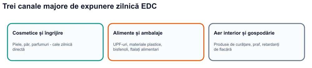Infografică: trei canale de expunere a perturbatorilor endocrini — cosmetice, alimente și ambalaje ultraprocesate, mediul interior.