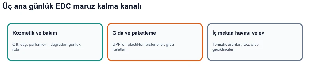 Bilgi grafiği: Üç endokrin bozucu maruz kalma kanalı — kozmetik, ultra işlenmiş gıda ve paketleme, iç mekan ortamı.